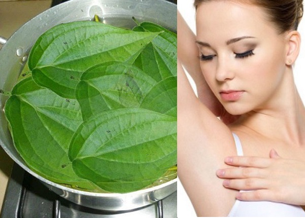 Triệt lông nách bằng lá trầu không 
