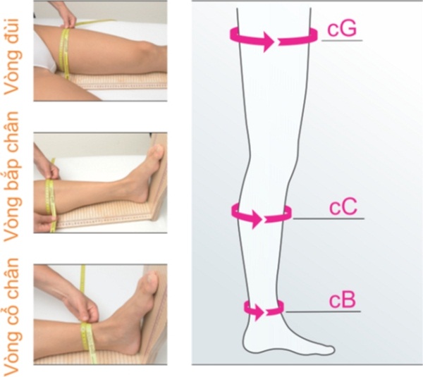 tiêu chuẩn tỉ lệ vàng của bắp chân